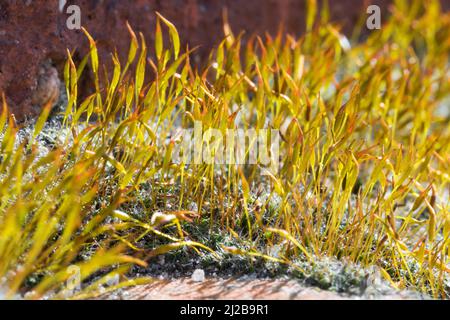 Mauer-Drehzahnmoos, in den Fugen einer Mauer, Ziegelsteinmauer, Mauerdrehzahnmoos, Drehzahnmoos, Mauer-Drehzahn, Tortula muralis, Tortula Moss, mur s Banque D'Images