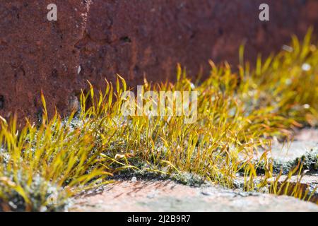 Mauer-Drehzahnmoos, in den Fugen einer Mauer, Ziegelsteinmauer, Mauerdrehzahnmoos, Drehzahnmoos, Mauer-Drehzahn, Tortula muralis, Tortula Moss, mur s Banque D'Images