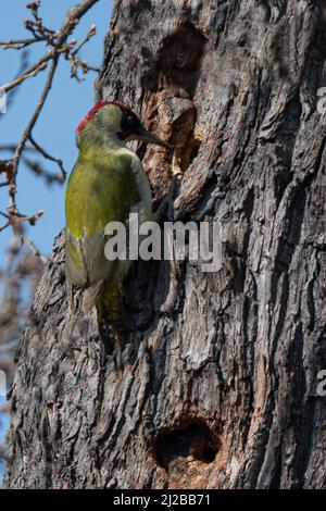 Pic vert en action sur un grand arbre Banque D'Images