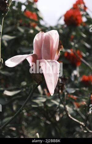 fleur de magnolia rose avec feuilles vertes Banque D'Images
