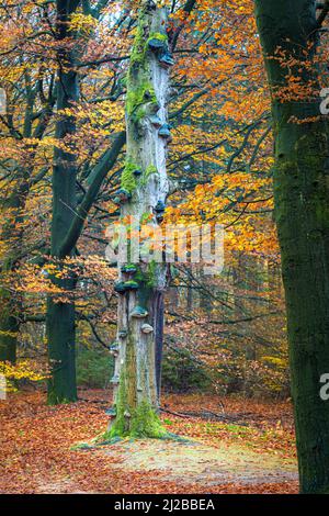 Tronc de Beech mort (Fagus sp.) avec champignons Tinder (Fomes fomentarius) Banque D'Images