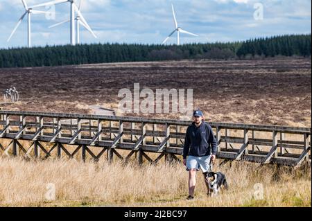 Réserve naturelle nationale de Blawhorn Moss, West Lothian, Écosse, Royaume-Uni, 31st mars 2022. Météo au Royaume-Uni : un homme marche son chien au soleil avec les éoliennes Burnhead au loin. Crédit : Sally Anderson/Alay Live News Banque D'Images