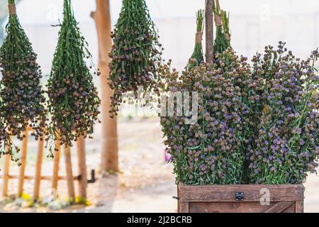 Des bouquets de margarets violets sont coupés et préparés pour décorer l'endroit magnifiquement. Les bouquets de margarets violets sont coupés pour se transformer en fleurs séchées. Banque D'Images