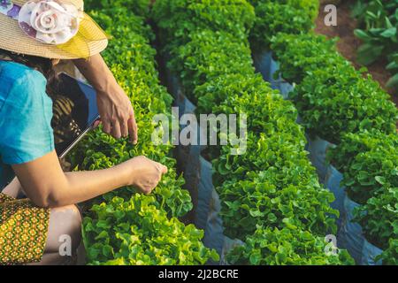 Main de la femme jardinier recherche et de vérifier la qualité de la laitue de chêne vert frais avec un comprimé numérique dans la ferme biologique. Contrôle agricole asiatique sur Green Oak L. Banque D'Images