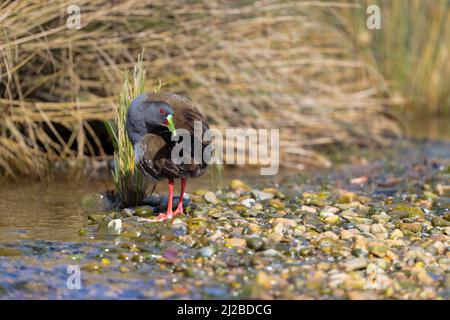 Plumbeous Rail (Pardirallus sanguinolentus) dans un petit ruisseau couvert de végétation. Chiloé. Région de Los Lagos. Chili. Banque D'Images