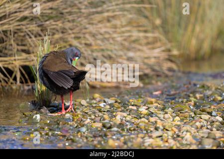 Plumbeous Rail (Pardirallus sanguinolentus) dans un petit ruisseau couvert de végétation. Chiloé. Région de Los Lagos. Chili. Banque D'Images