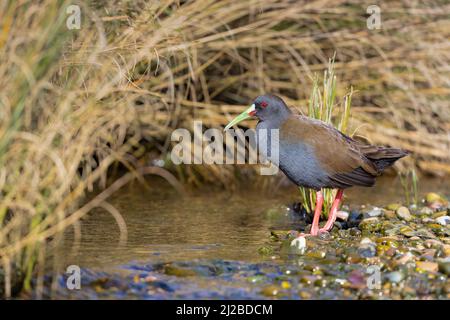 Plumbeous Rail (Pardirallus sanguinolentus) dans un petit ruisseau couvert de végétation. Chiloé. Région de Los Lagos. Chili. Banque D'Images