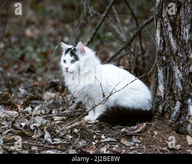 Femelle chat errant assis, chat dans la forêt Banque D'Images