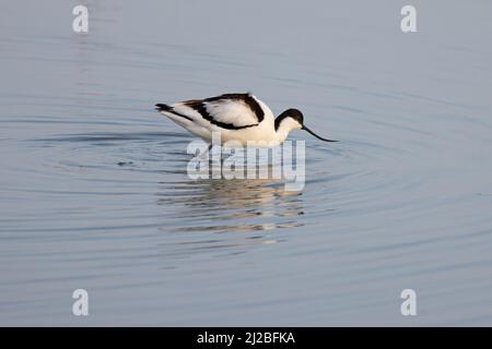 Avocet (Recurvirostra avosetta) CLEY Marshes Norfolk GB Royaume-Uni Mars 2022 Banque D'Images