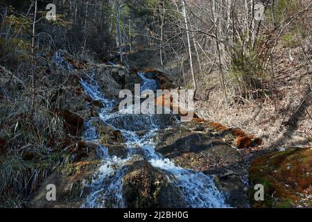 Un cours d'eau alpin rocheux traverse des arbres forestiers des montagnes Nordkette jusqu'à l'auberge River, Innsbruck, Tyrol autrichien (image générique) Banque D'Images
