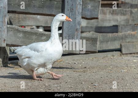 Oies domestiques (Anser anser domesticus) dans une cour de ferme. Alsace, France. Banque D'Images