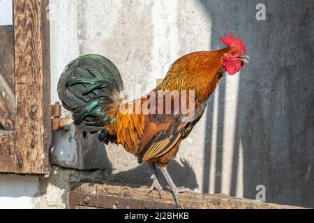 Portrait d'un coq croquant dans une ferme. Ferme éducative, Alsace. Banque D'Images