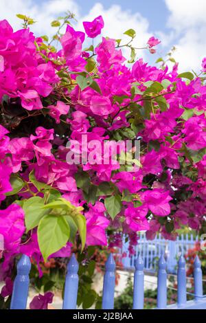 Petit bougainvilliers aux fleurs roses dans un jardin à Willemstad, Curaçao Banque D'Images