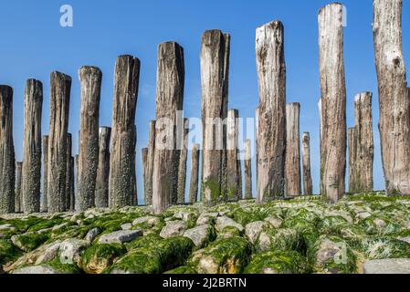 Poteaux en bois de groyne / brise-lames pour éviter l'érosion des plages le long de la côte de la mer du Nord à Nieuwvliet, Zeeland, pays-Bas Banque D'Images