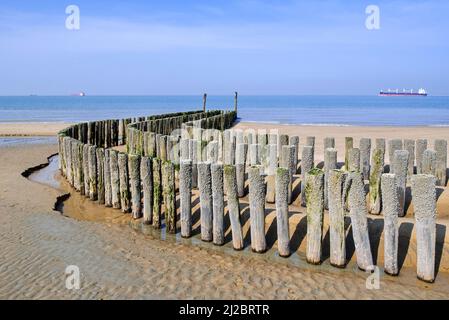 Poteaux en bois de groyne / brise-lames pour éviter l'érosion des plages le long de la côte de la mer du Nord à Nieuwvliet, Zeeland, pays-Bas Banque D'Images