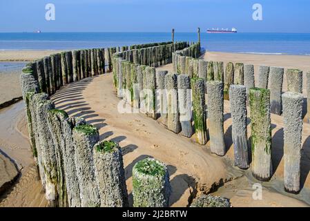 Poteaux en bois de groyne / brise-lames pour éviter l'érosion des plages le long de la côte de la mer du Nord à Nieuwvliet, Zeeland, pays-Bas Banque D'Images