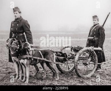 Ancienne photo montrant des carabiniers belges / infanterie légère de la première Guerre mondiale avec le mitrailleur Maxim tiré par des chiens Mastiff belges pendant la première Guerre mondiale en Belgique Banque D'Images