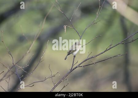 Gros plan image de profil droit d'un mousseline commun (Phylloscopus collybita) chantant à droite de l'image avec Copy Space à gauche, prise au printemps au Royaume-Uni Banque D'Images