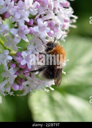 Gros plan sur les bourdons collectant du pollen dans la fleur rose de valeriana Banque D'Images