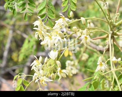 Gros plan sur des fleurs de yelllow blanc sur un arbre de Drumstick Moringa oléifera Banque D'Images