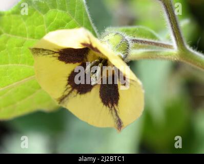 Fleur jaune sur la plante physalis peruviana de la groseille du cap Banque D'Images