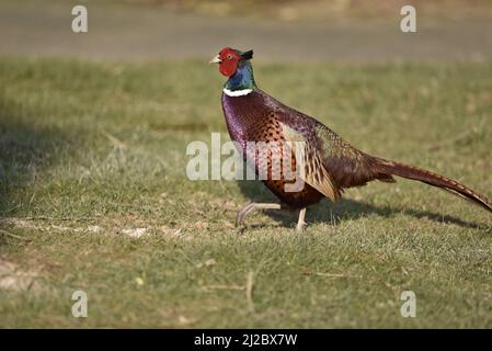 Gros plan profil gauche image de soleil d'un faisan commun mâle (Phasianus colchicus) marchant de droite à gauche dans l'herbe au milieu du pays de Galles, au Royaume-Uni, en mars Banque D'Images