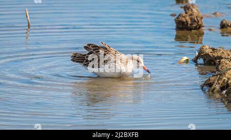 Un ponceuse ?? Se nourrissant au bord de l'eau de l'un des lagons de la route de Pitchwell de la RSPB, sur la côte nord de Norfolk, à la route de la route de Pitchwell de la RSPB Banque D'Images