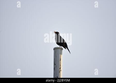 Le petit oiseau noir commun (Turdus merula) perchée au sommet d'un pôle chantant contre un ciel bleu en début de soirée au pays de Galles, au Royaume-Uni, au printemps Banque D'Images