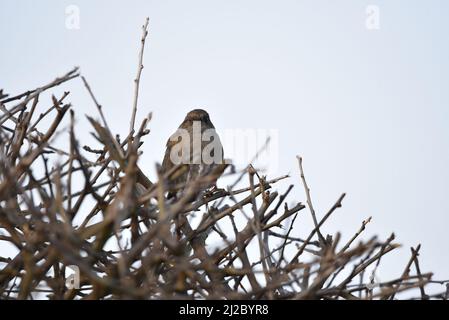 Gros plan d'un Dunnock (Prunella modularis) à gauche de la caméra orientée image, copier l'espace vers la droite, contre un ciel en début de soirée en mars au pays de Galles, au Royaume-Uni Banque D'Images