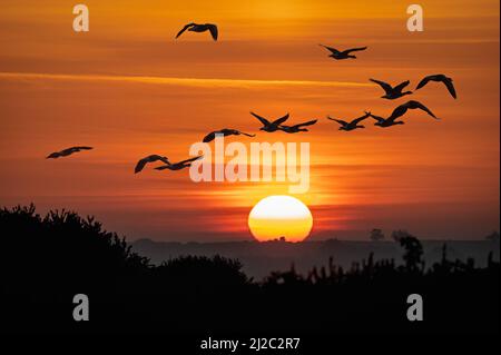 Un troupeau d'oies survolant les lagunes derrière la plage à RSPB Snettisham, dans Norfolk, alors que le soleil se couche à l'horizon. Banque D'Images