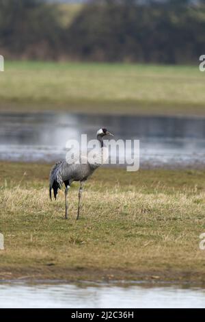 Grue commune ou européenne, Grus Grus, Single Bird by Water, Gloucestershire, mars 2022 Banque D'Images