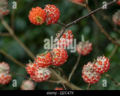 Edgeworthia chrysantha 'Red Dragon' Mars Norfolk Banque D'Images