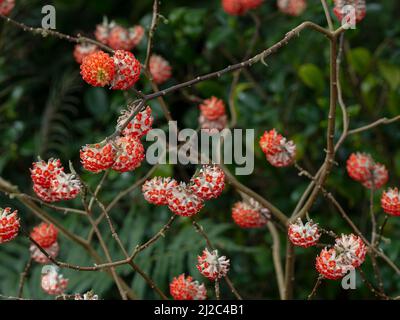 Edgeworthia chrysantha 'Red Dragon' Mars Norfolk Banque D'Images