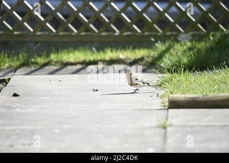 Chaffinch mâle à tête commune aux rayons de soleil (Fringilla coelebs) à droite de l'image, en marchant de droite à gauche sur les dalles de patio de jardin avec Trellis Background au Royaume-Uni Banque D'Images