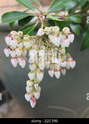 Gros plan d'une structure de fleurs blanches et roses de Pieris Japonica 'Dorothy Wycoff', également appelée Andromeda japonaise; aime le sol acide. Banque D'Images