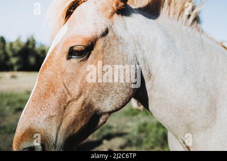 Gros plan de beau cheval chilien blanc et marron debout au milieu du champ. Banque D'Images