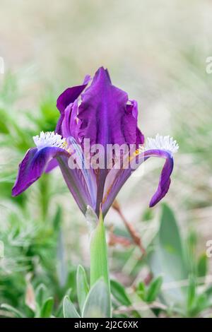 Iris pumila, iris pygmée, fleurs sauvages, Slovaquie Banque D'Images