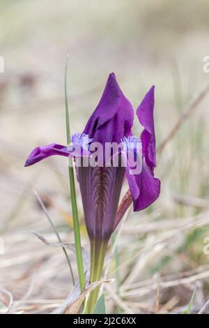 Iris pumila, iris pygmée, fleurs sauvages, Slovaquie Banque D'Images