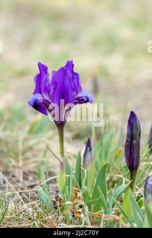 Iris pumila, iris pygmée, fleurs sauvages, Slovaquie Banque D'Images