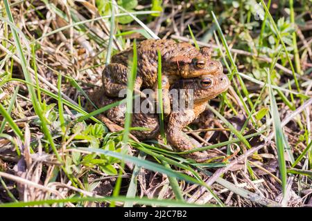 Couple de Toad commun d'accouplement (Bufo Bufo) Banque D'Images