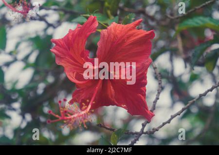 Siam Garden Red Hibiscus Flower ou China rose Plant Gudhal Jaba gros plan. Illuminé par la lumière du soleil isolée du fond vert des feuilles. Banque D'Images