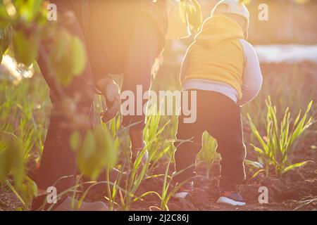 Grand-mère et petit-fils plantent des oignons dans le potager au coucher du soleil. Travaux de printemps. Photo de haute qualité Banque D'Images