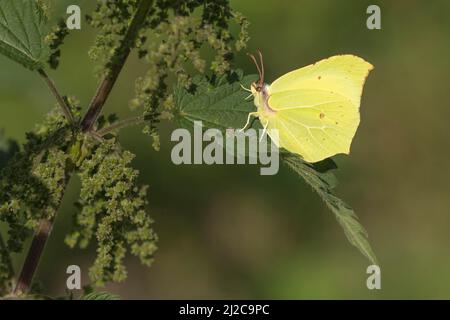 (Gonepteryx rhamni) papillon mâle reposant sur le tégule commun (Urtica dioica) Banque D'Images