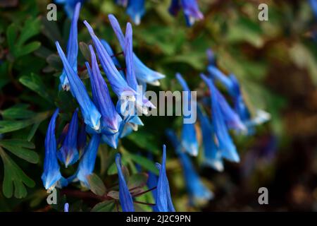 Corydalis curviflora var rosthornii Héron bleu, feuillage gris-bleu, feuilles ressemblant à des fougères, fleurs bleu profond, fleurs bleues, fleur, floraison, ombre, ombragé, ombragé Banque D'Images