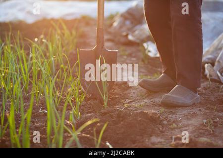 Grand-mère et petit-fils plantent des oignons dans le potager au coucher du soleil. Travaux de printemps. Photo de haute qualité Banque D'Images