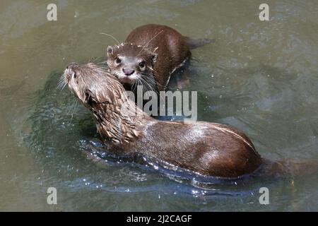 Petit loutre asiatique, Zwergotter, Amblonyx cinereus, ázsiai kiskarmú vidra, Gembira Loka Zoo, Yogyakarta, Java, Indonésie, Asie Banque D'Images