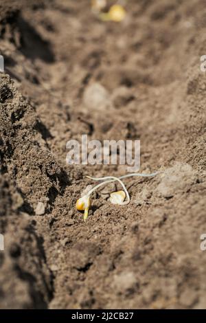 Le jeune semis de maïs se trouve dans le sol Banque D'Images