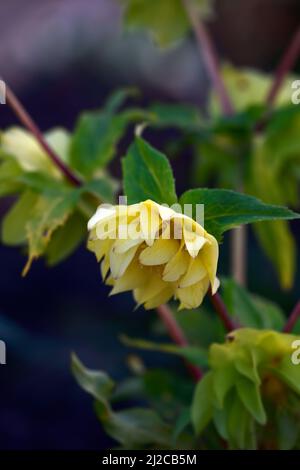 Helleborus croisement jaune,double hellebore jaune,hellebores,fleurs hellebore jaune,printemps,printemps dans le jardin,RM Floral Banque D'Images