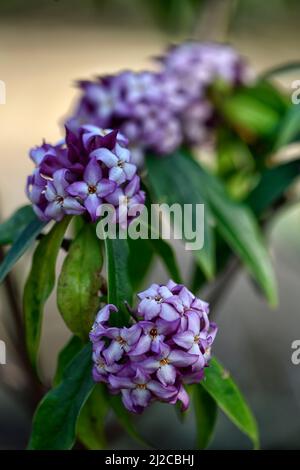 Daphne bholua Mary Rose, fleurs blanches roses, arbuste à fleurs fleuries d'hiver, parfum, parfumé, parfum, parfumé, odeur, fleur, arbustes, hiver, RM Floral Banque D'Images