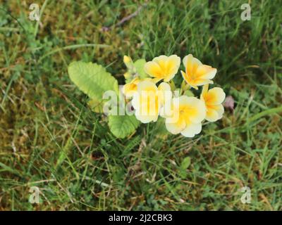 Gros plan de primula vulgaris polyanthus jaune pâle plante à fleurs poussant dans une pelouse au printemps Banque D'Images